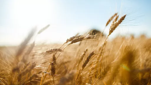 Amazing agriculture sunset landscape.Growth nature harvest. Wheat field natural product. Ears of golden wheat close up. Rural scene under sunlight. Summer background of ripening ears of landscape.